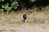 BOULEDOGUE FRANCAIS 173